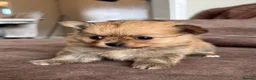 Pomchi dogs for sale: Pomchi puppy 1 GIRL LEFT READY NOW  - Advert 9