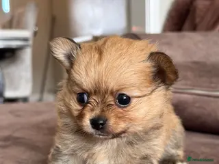 Pomchi dogs STUNNING Pomchi litter, Reggie & cherry SOLD - Advert 16