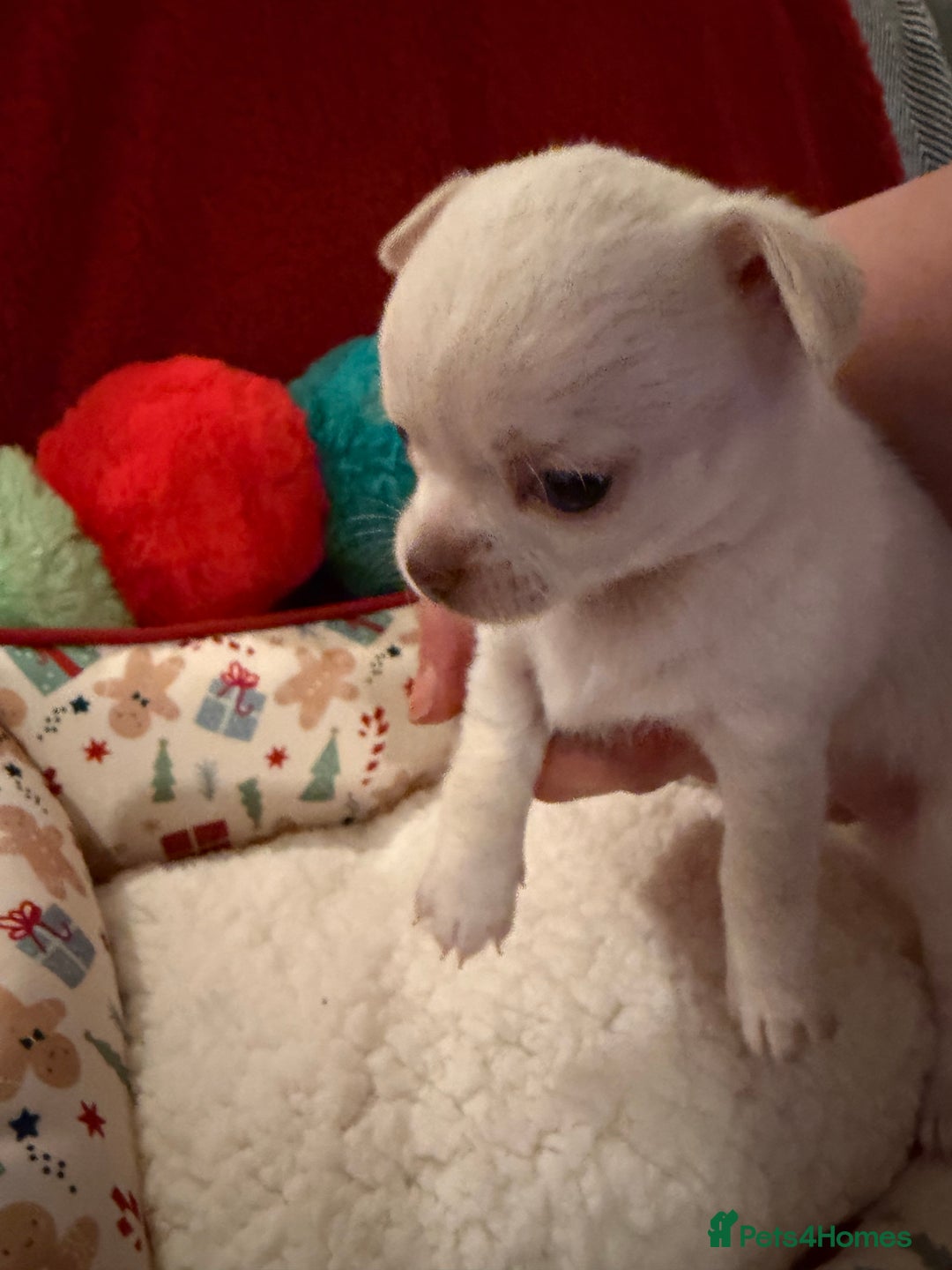 Chihuahua dogs for sale: Tiny apple head chihuahuas - Image 22