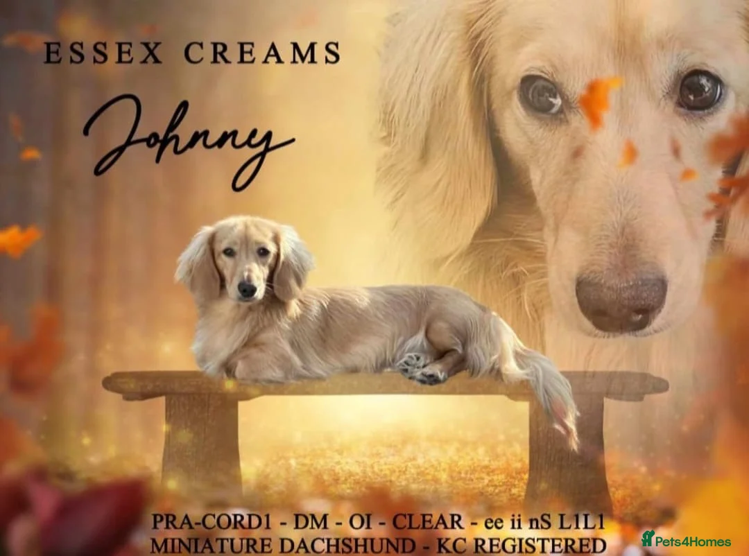 Miniature Dachshund dogs for sale: Miniature dachshund pups dna health tested  - Advert 16