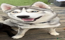 Siberian Husky dogs for sale: 10 month old Husky - Image 2