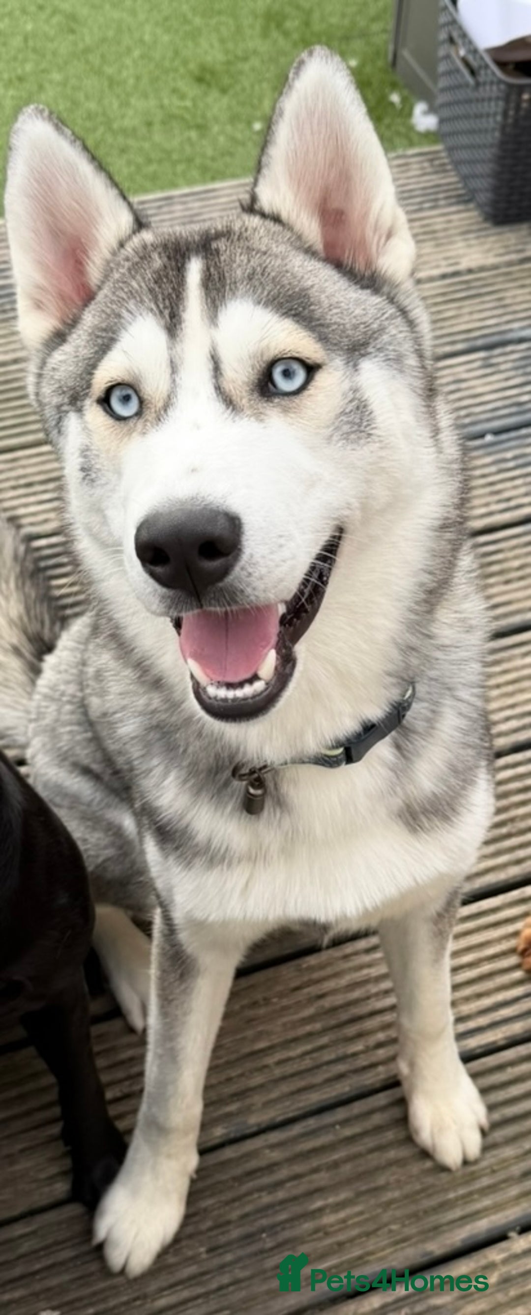 Siberian Husky dogs for sale: 10 month old Husky - Image 2