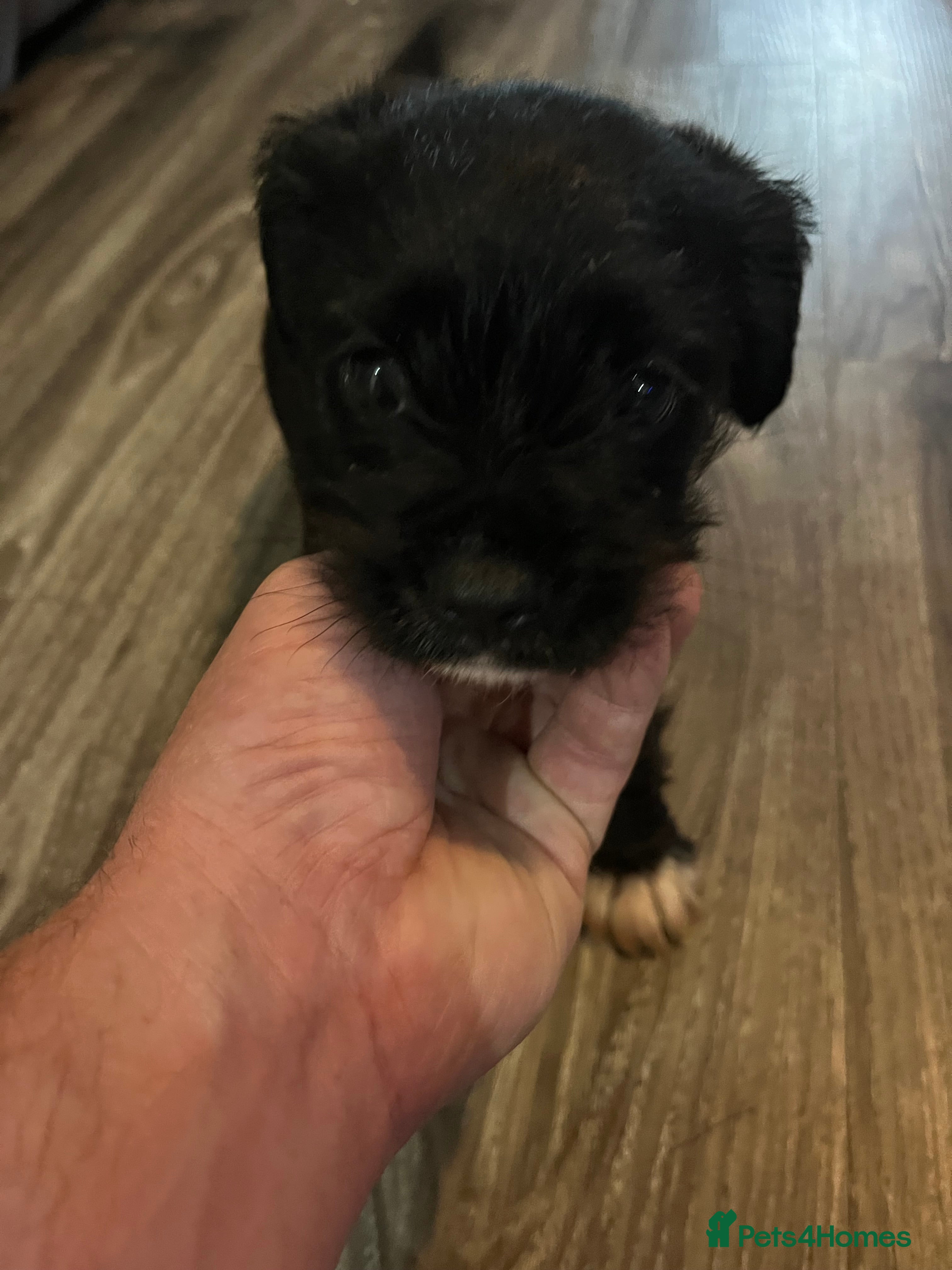 Mixed Breed dogs Puppy  - Advert 1