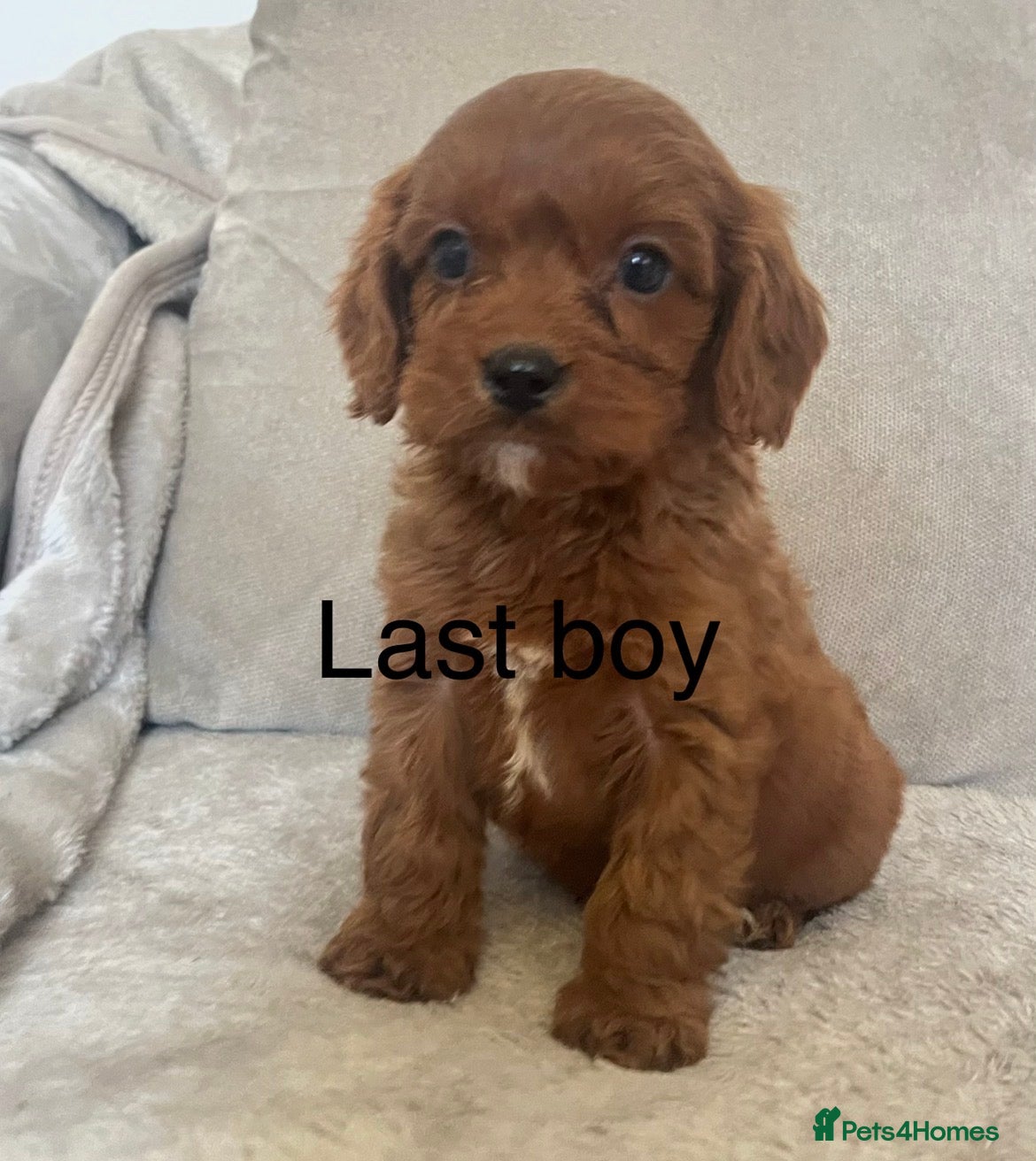 Cavapoo dogs 🐶Stunning  Fox red Cavapoos 1 boy   left - Advert 2