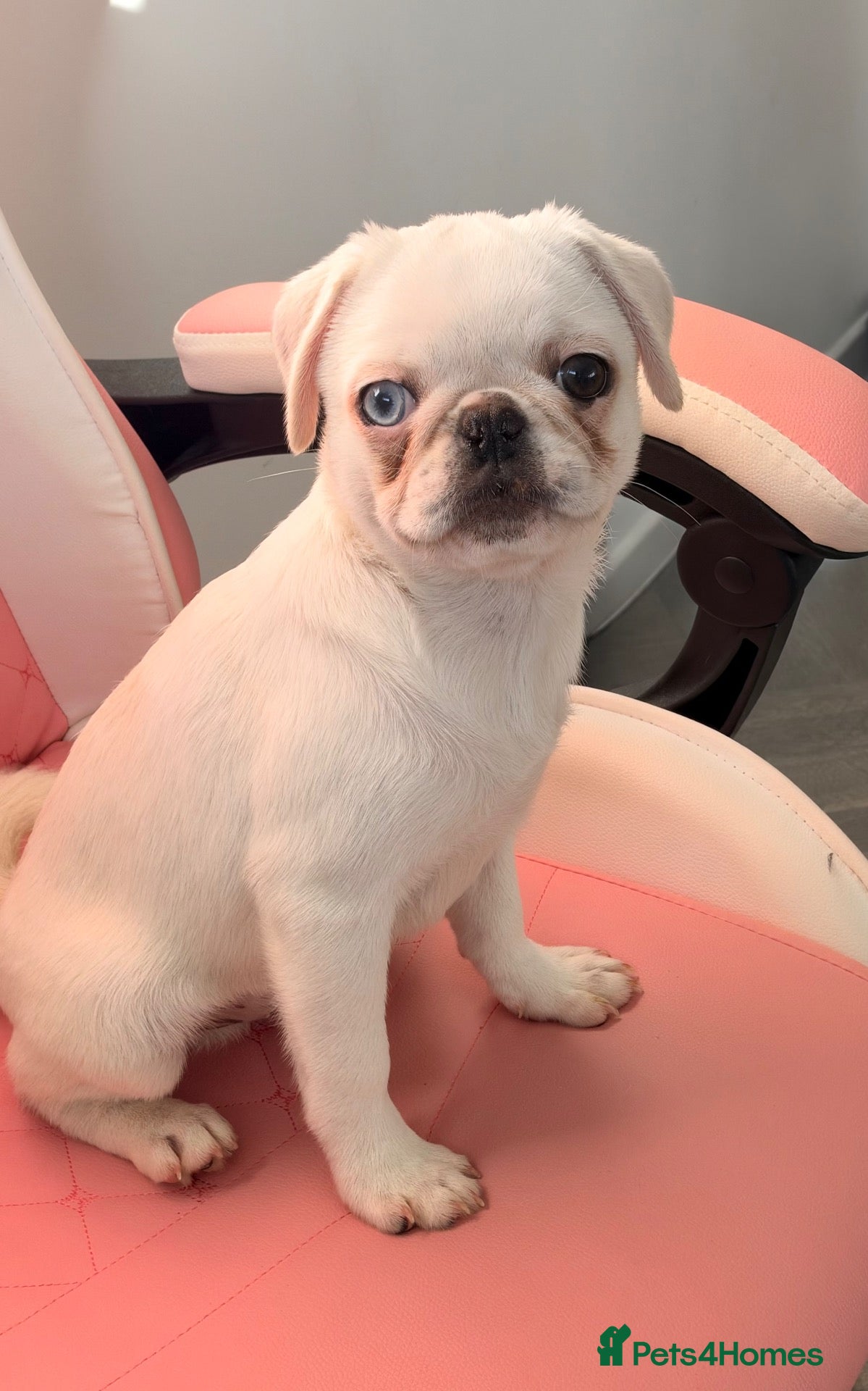 Pug dogs White KC Pug Boy Blue Eye only one left - Advert 2