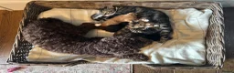 Mixed Breed cats for sale: Kittens - Advert 9