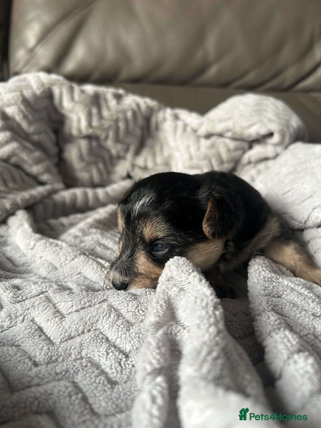 Mixed Breed dogs for sale: Maltipoo X Puppies For Sale 🐶🐾 - Image 5