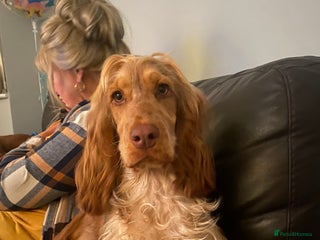 Cocker Spaniel dogs - Advert 1