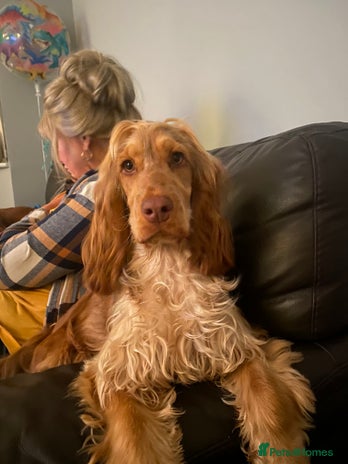 Cocker Spaniel dogs - Advert 5