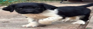English Springer Spaniel 7