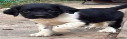English Springer Spaniel dogs for sale: READY from 17th July KC ESS heavily coloured pups  - Advert 15