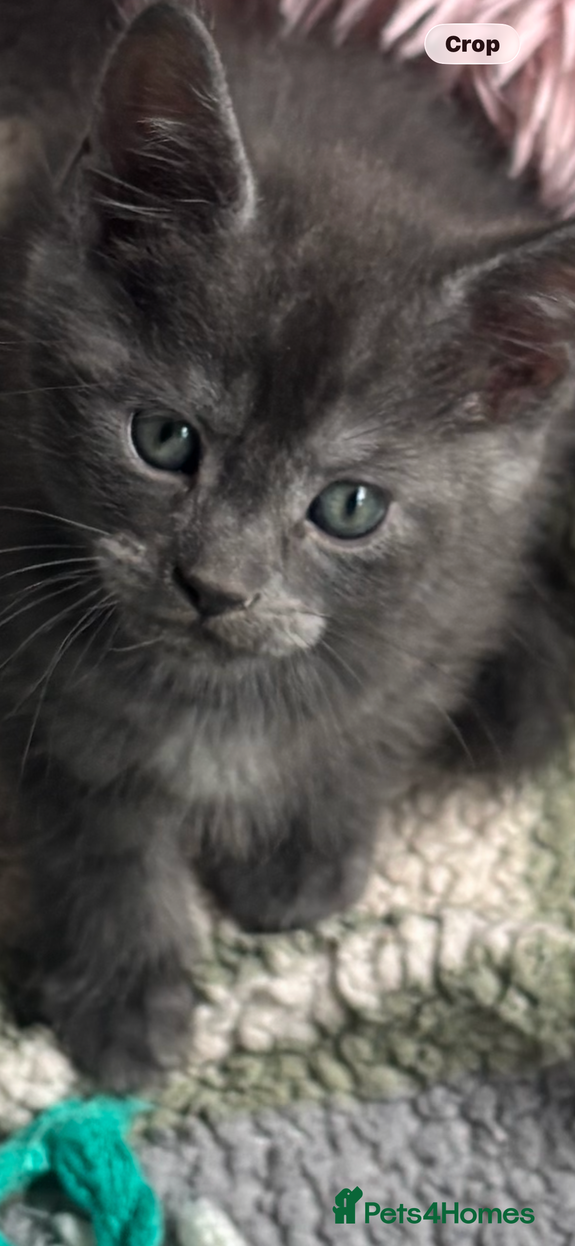 Mixed Breed cats Mainecoon cross - Advert 2