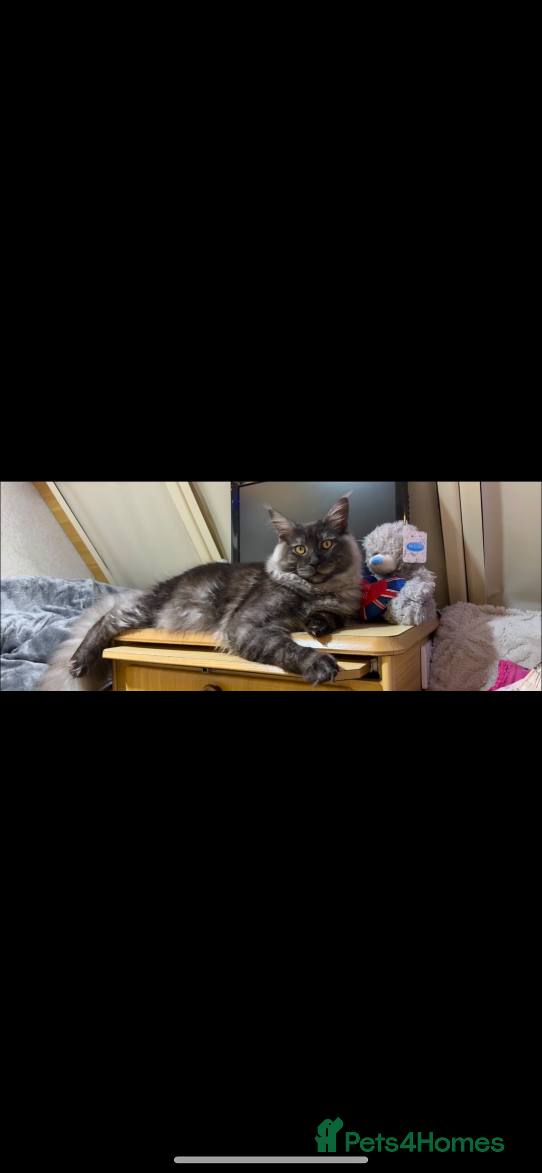 Maine Coon cats for sale: Maine coon  - Image 1