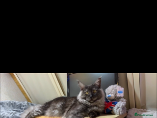 Maine Coon cats - Advert 5