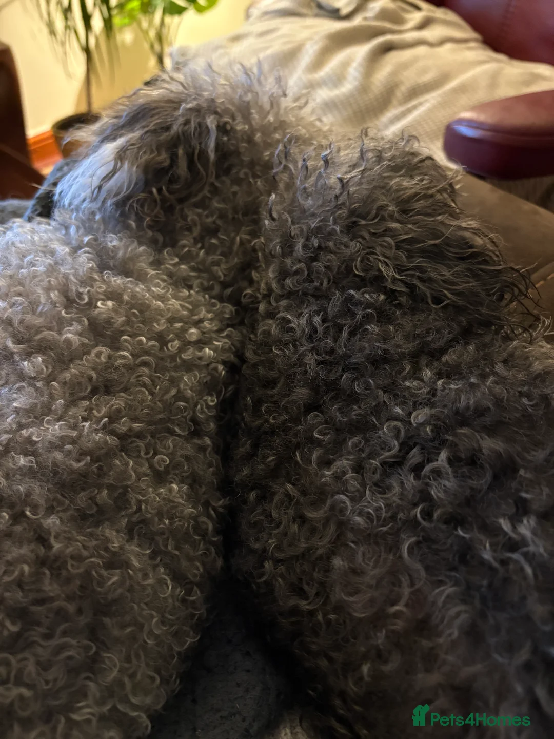 Jackapoo dogs for sale: F1b Miniature Poodle × Jackapoo (¾ Poodle) Puppies - Advert 15