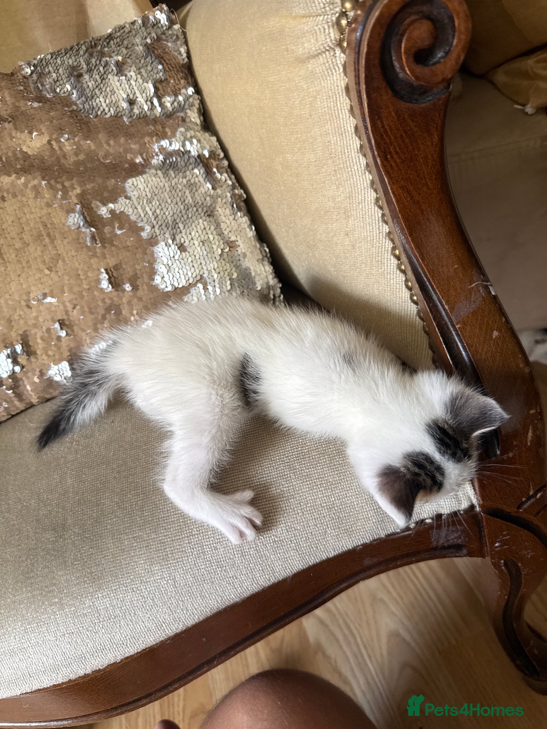 Mixed Breed cats for sale: FREE KITTENS ready 4home💖2 kittens open to offers - Image 11