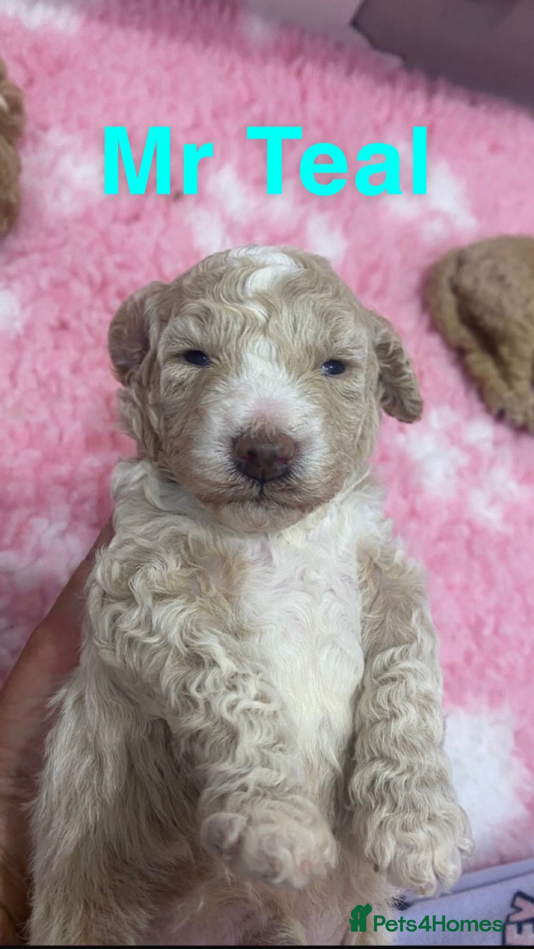 Labradoodle dogs for sale: Multi- Generation Toy/Mini parti Labradoodles   - Advert 26