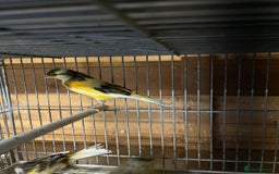 Canaries birds for sale: Coloured Canaries - This Year’s, Top Condition - Image 3