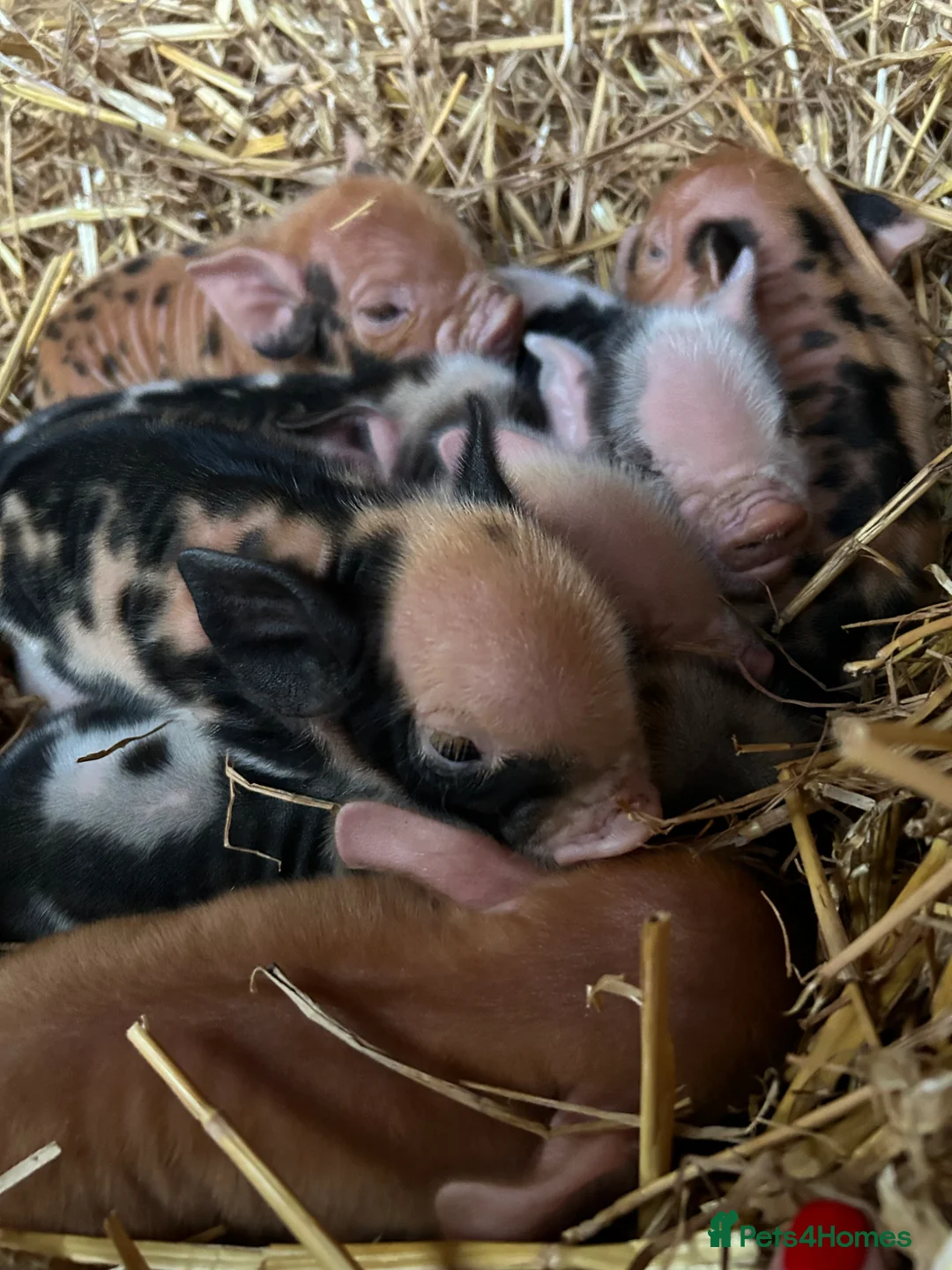 Pig livestock for sale: Beautiful Kune Kune Piglets! Small for great pets! - Advert 5