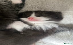 RagaMuffin cats for sale: 🐾 **Charming Ragdoll-Kittens for Adoption!** 🐾 - Image 12