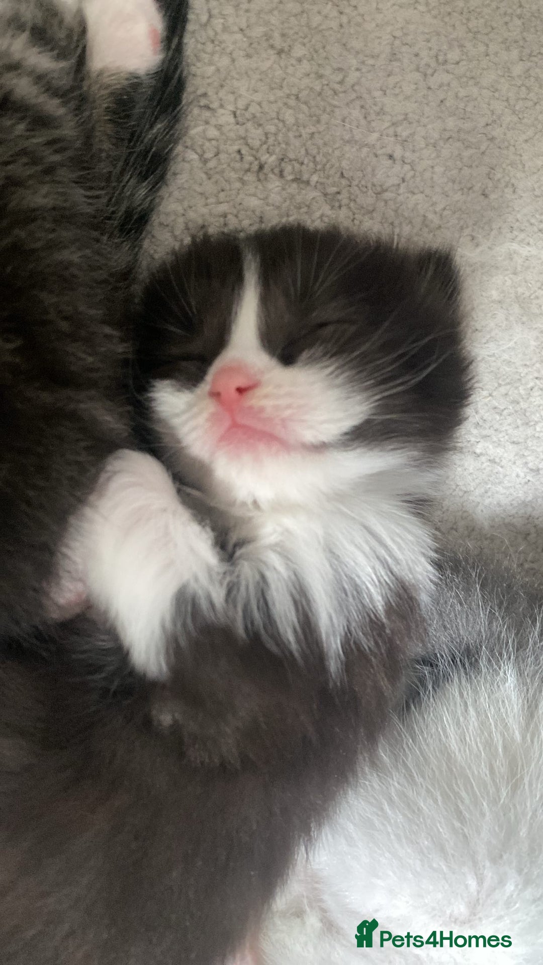 RagaMuffin cats for sale: 🐾 **Charming Ragdoll-Kittens for Adoption!** 🐾 - Image 12