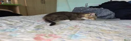 Mixed Breed cats for sale: we are looking for a home,  - Advert 17