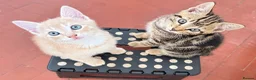 Mixed Breed cats for sale: ❤︎︎ Half-Bengal Kittens Looking for Loving Homes - Advert 4