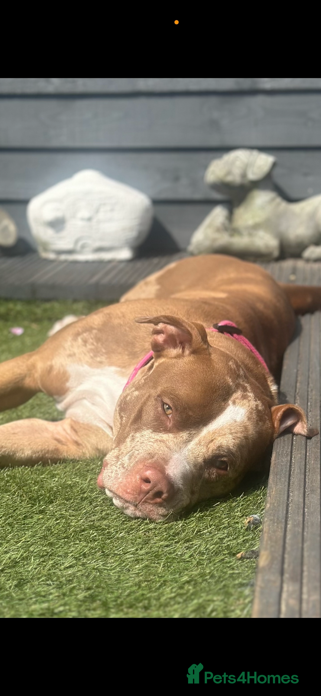 American Bully dogs for sale: Merle American Bully Puppy’s - Advert 16