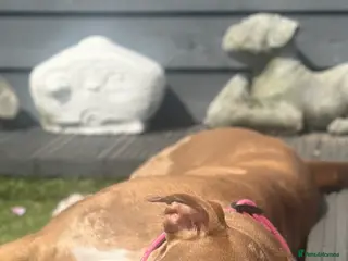 American Bully dogs Merle American Bully Puppy’s - Advert 7