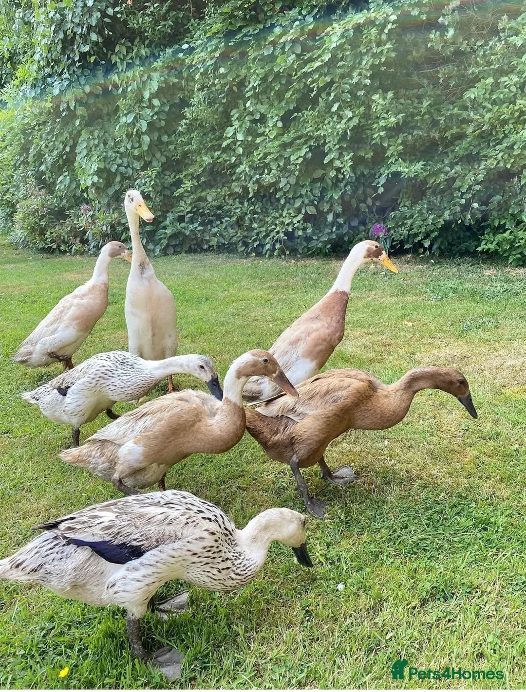 Ducks poultry for sale: Pure Breed Indian Runners - Advert 4