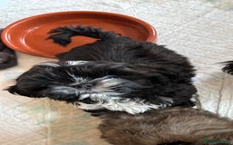 Shih Tzu dogs for sale: 3 shihtzu puppies ready  - Image 3
