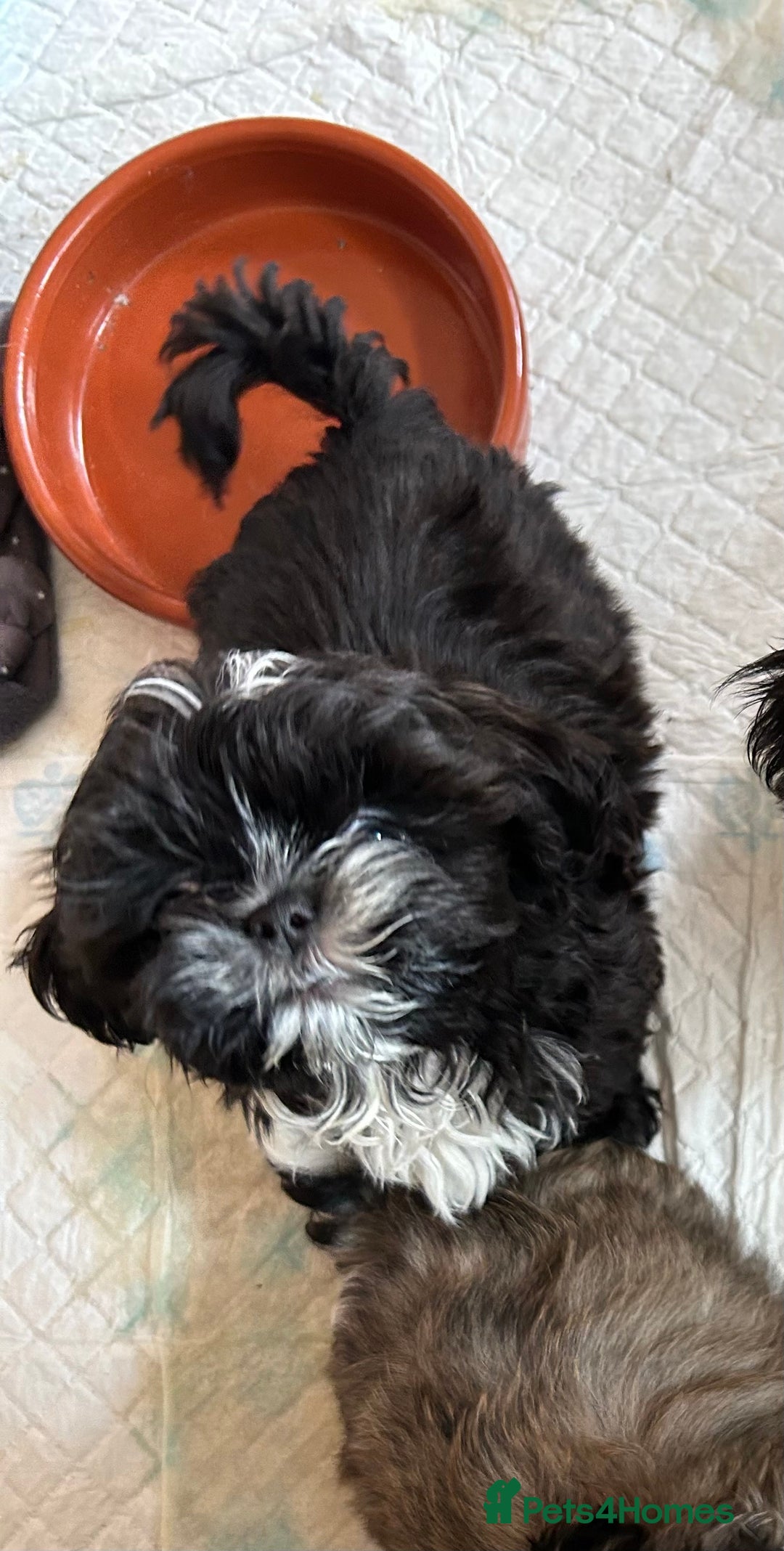 Shih Tzu dogs for sale: 3 shihtzu puppies ready  - Image 3