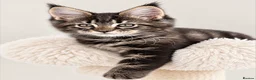 Maine Coon cats for sale: Outstanding show quality Maine coon kittens.  - Advert 33