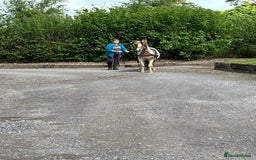 Dartmoor horses for sale: Dartmoor Hill Pony - Image 3