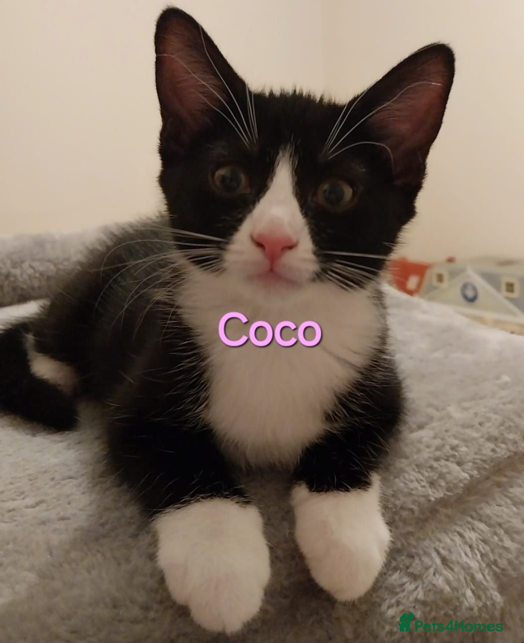 Mixed Breed cats Playful kittens looking for loving home - Advert 1
