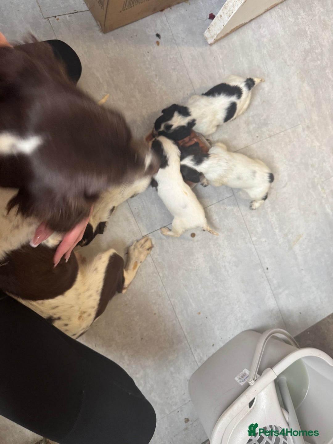 English Springer Spaniel dogs for sale: Beautiful springer spaniel puppies  - Image 8
