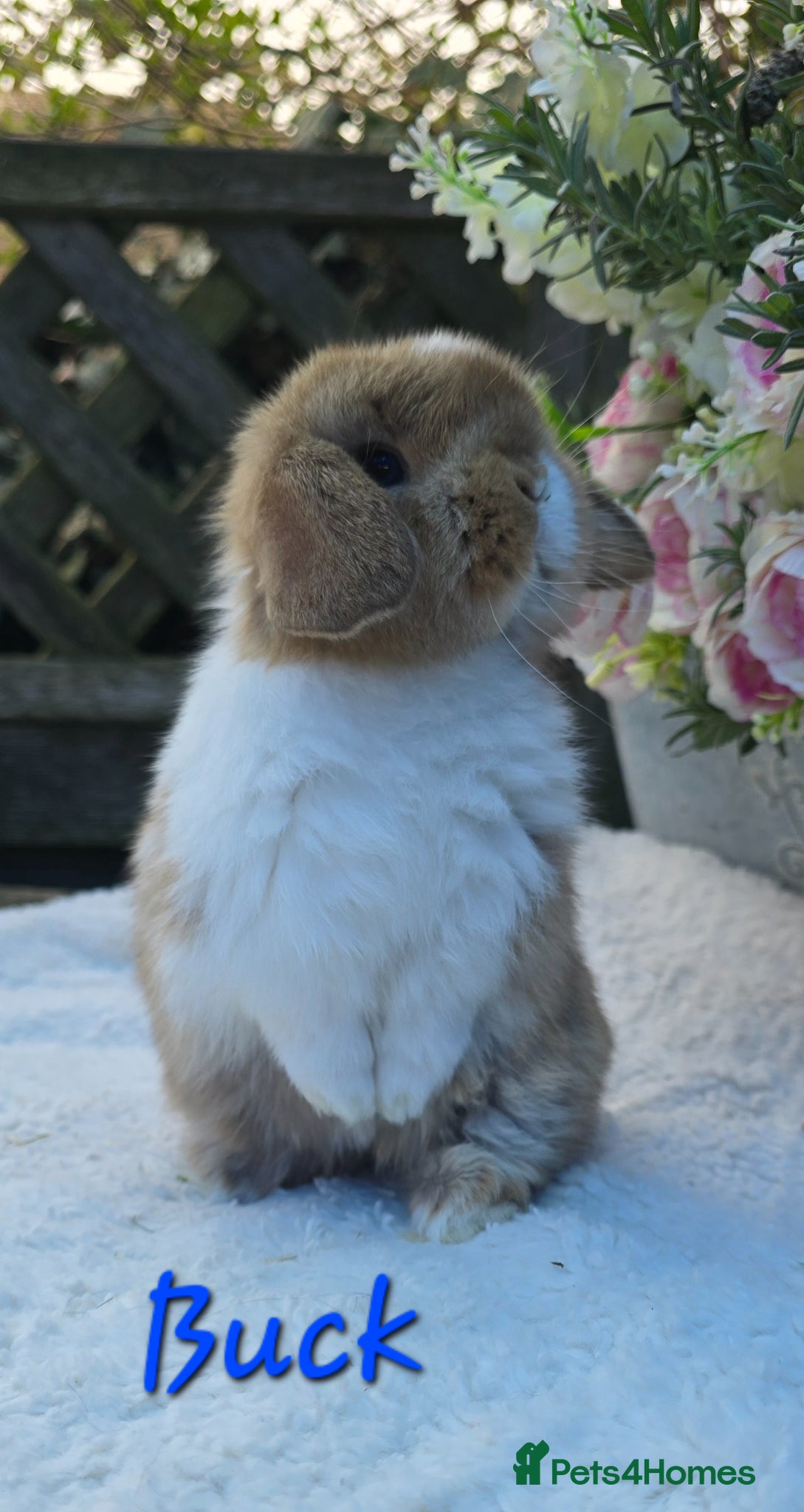 Mini Lop rabbits Beautiful quality mini lops - Advert 2
