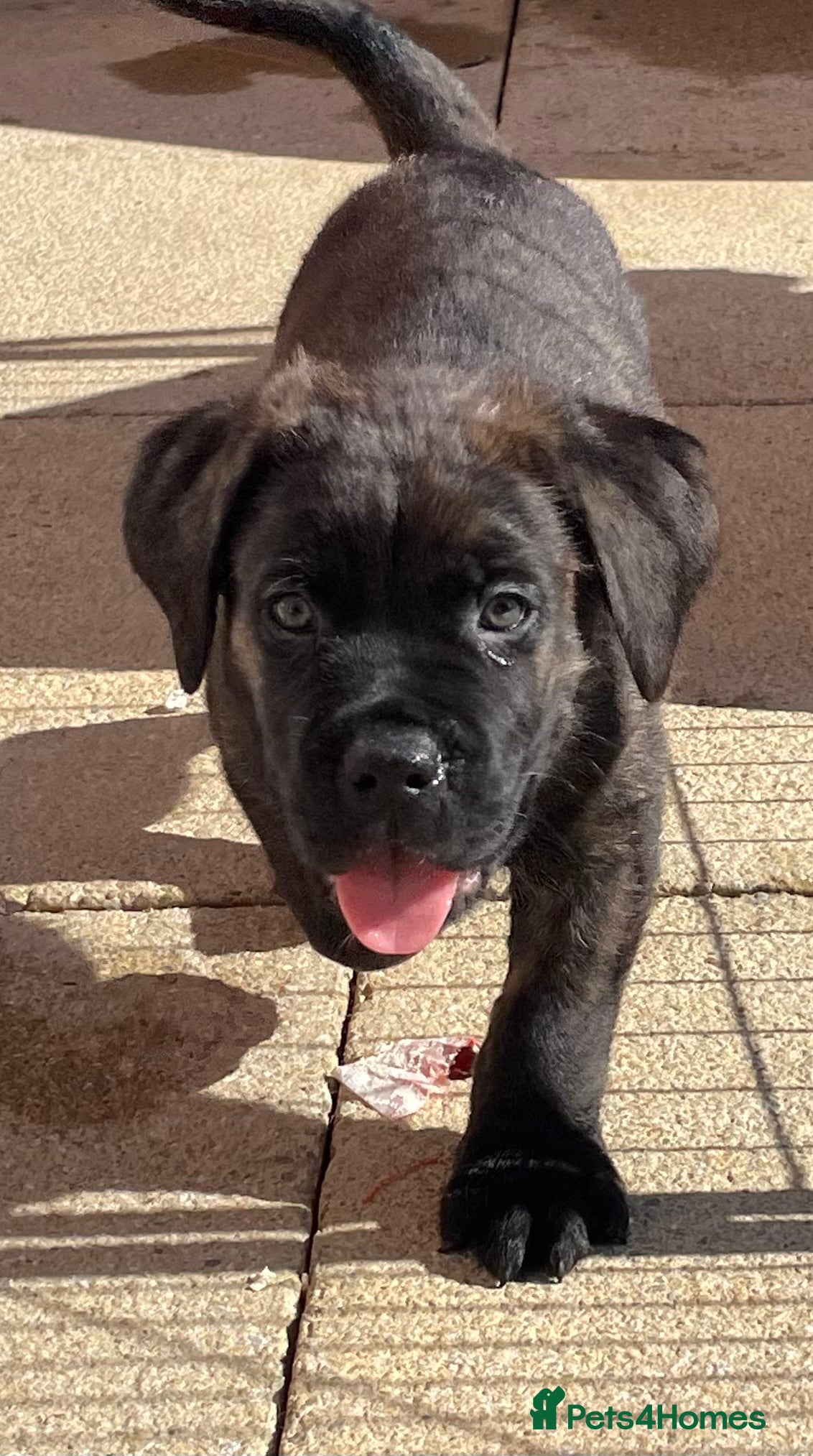 Mixed Breed dogs READY NOW 🔥CANE CORSO X PRESA CANARIO(F1) PUPS🔥  - Advert 14