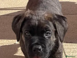 Mixed Breed dogs READY NOW 🔥CANE CORSO X PRESA CANARIO(F1) PUPS🔥 - Advert 4