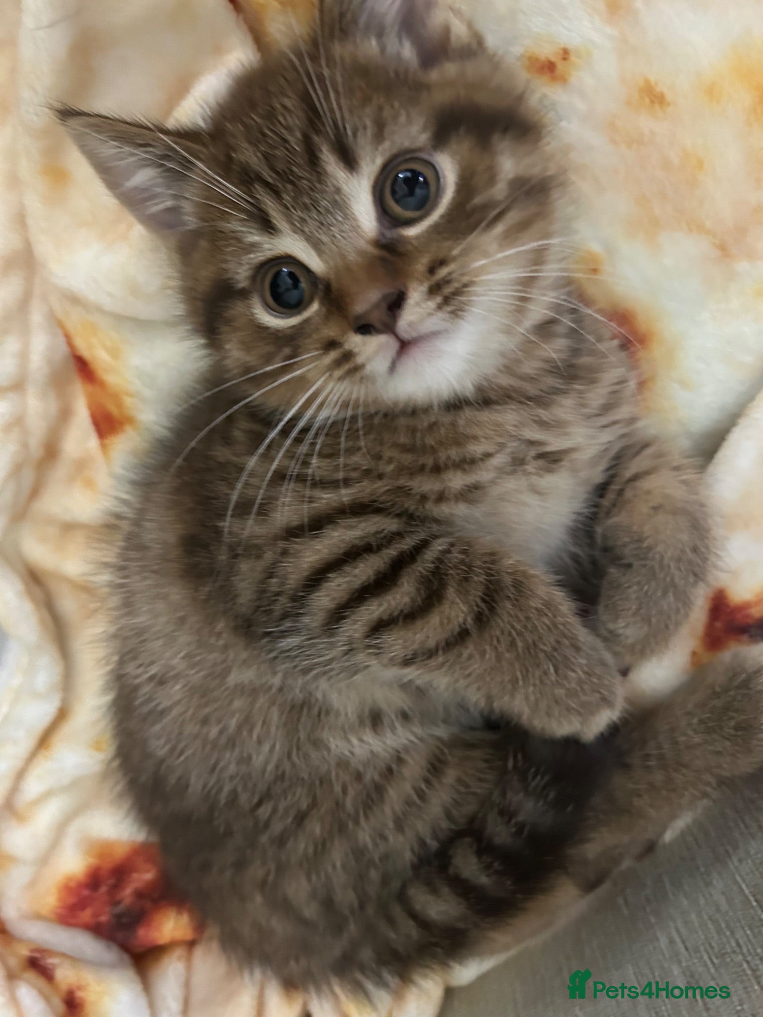 Mixed Breed cats Male British Shorthair/Bengal Kitten  - Advert 3