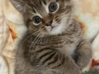 Mixed Breed cats Male British Shorthair/Bengal Kitten - Advert 8