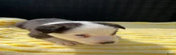 Pomsky dogs for sale: Pomsky puppys in Cardiff - Advert 7
