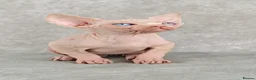 Sphynx cats for sale: Exceptional Sphynx Kittens – Best Pedigree.  - Advert 20