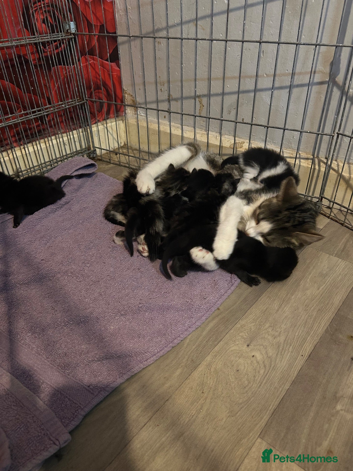 Mixed Breed cats New born kittens - Advert 1