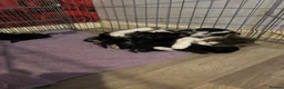 Mixed Breed cats for sale: New born kittens in Leeds - Advert 1