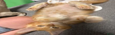 Ginger boy 2