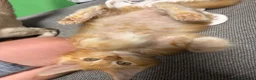 Maine Coon cats for sale: Stunning XL Russian Maine Coon kittens - Advert 17