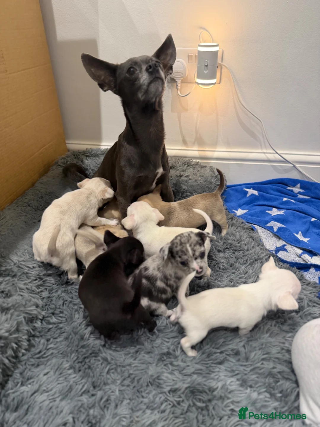Chihuahua dogs for sale: 7 Adorable Chihuahua puppies ready 19th July - Advert 1