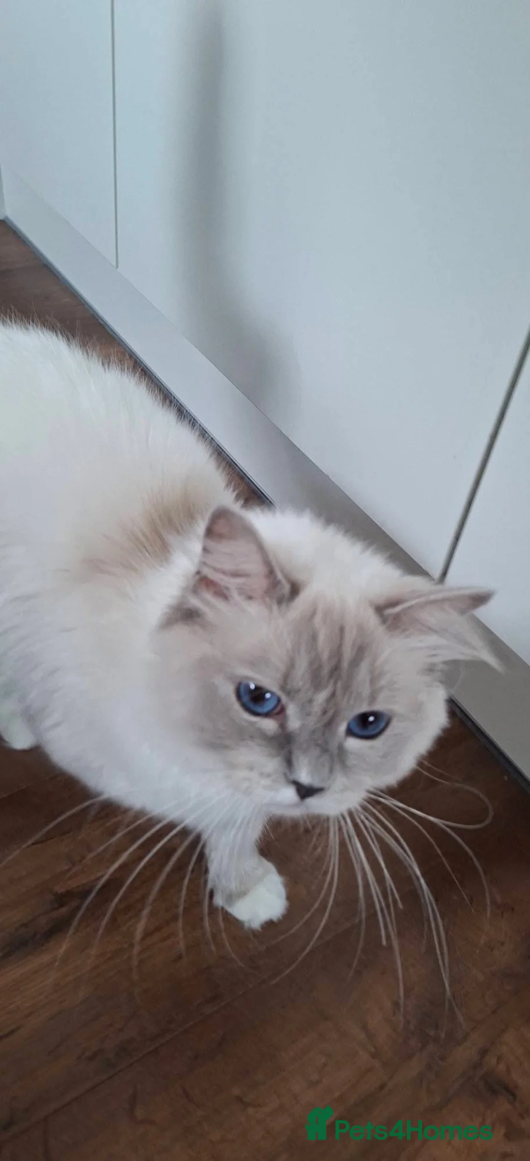 Ragdoll cats for sale: Active one year old Queen - Lady Luna  - Advert 2