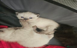 British Shorthair cats for sale: 5 Beautiful Short British haired Kittens  - Image 4